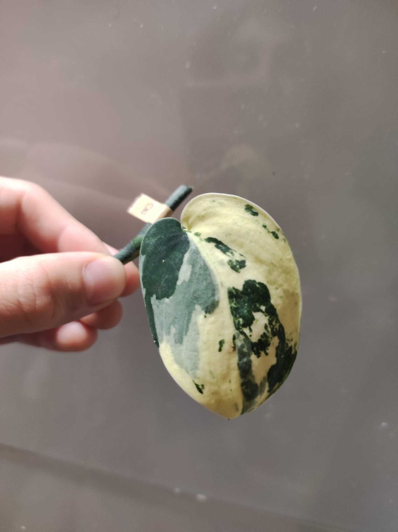 Scindapsus Jade Satin Varigated / Philodendron Anthurium