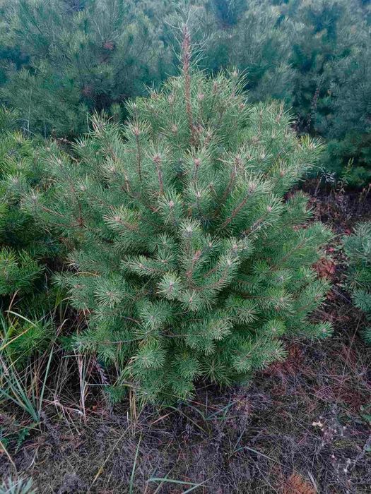 Новорічна ялинка (сосна Кримська). Новогодняя елка.