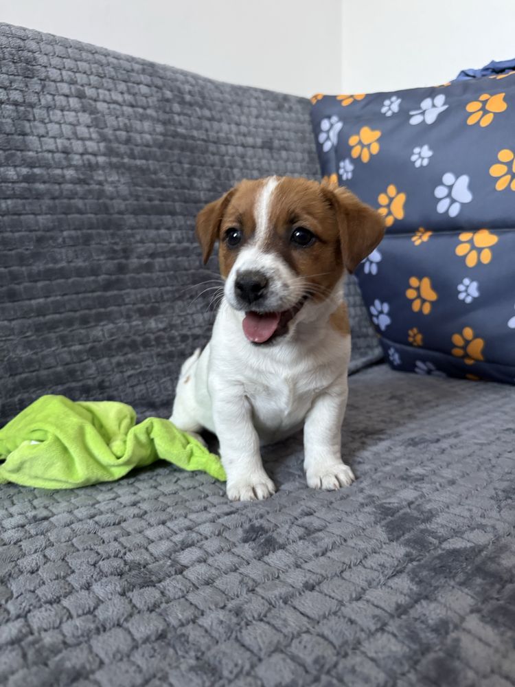 Jack Russell Terrier suczka Amber