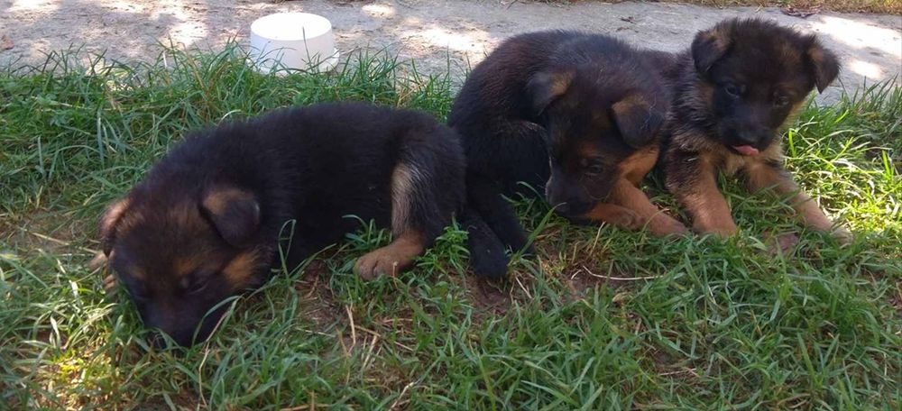 Цуценята. Німецька вівчарка ДН 19.09. Батьки з КСУ