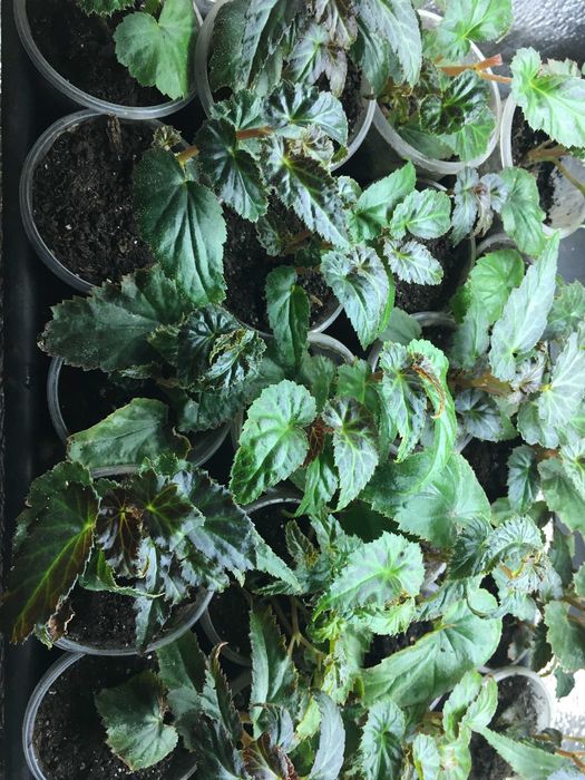 Бегония цветок в стакане 180 грамм