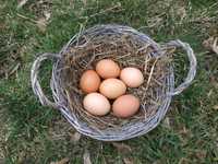 Jaja wiejskie z wolnego wybiegu  naturalne.