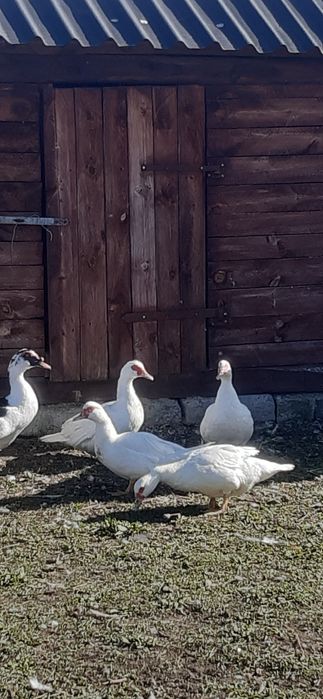 Kaczki Francuskie