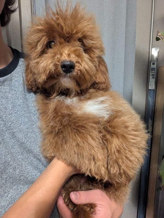 Хлопчик 4 місяці, Київ.