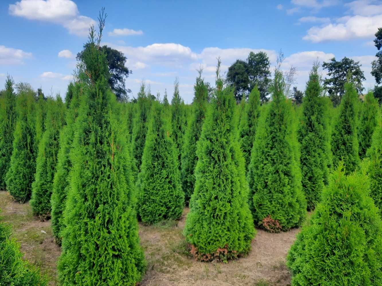 Thuja Smaragd 160,180,200,220 cm! Sadzimy! Tuja Szmaragd! Dowóz! Tuje!