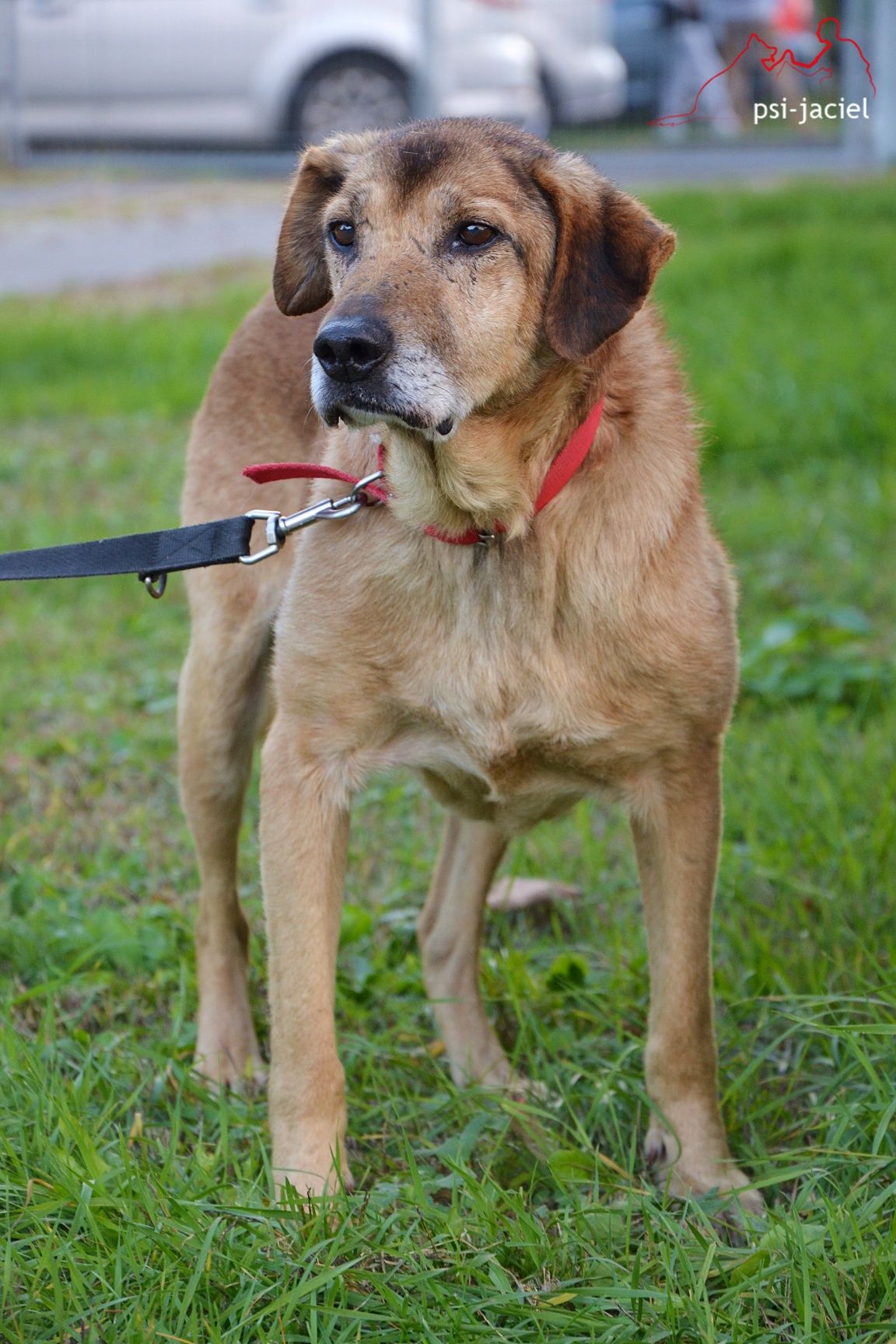 Balto - wystraszony psiak do adopcji