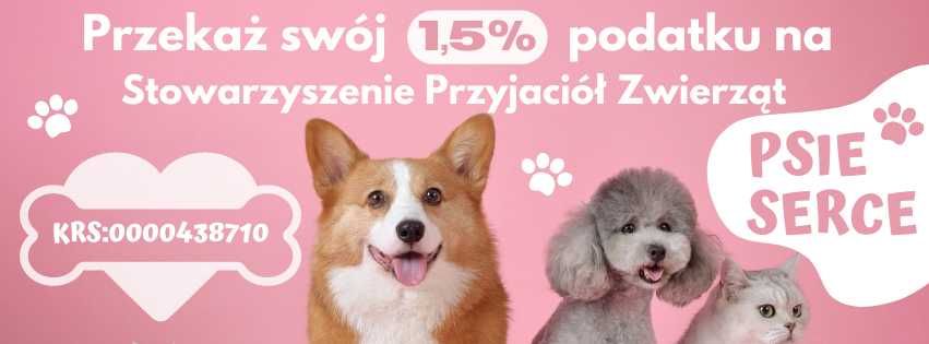 Edi - pies po przejściach szuka kochającego domu