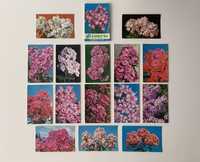 Флоксы комплект из 15 цветных открыток СССР