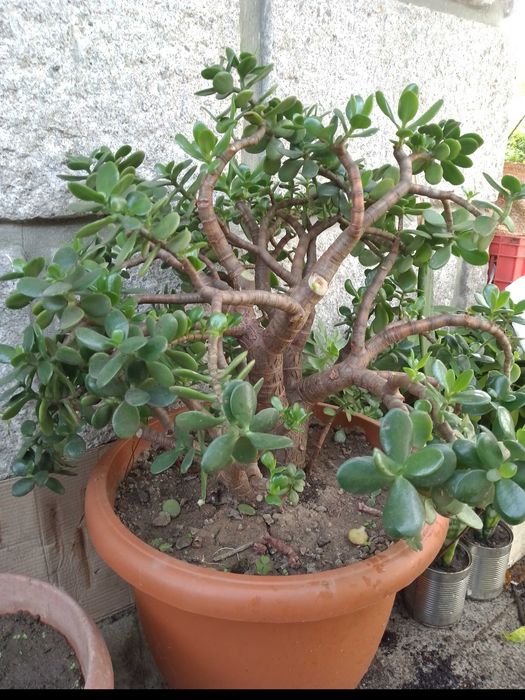 Planta de Jade / crassula