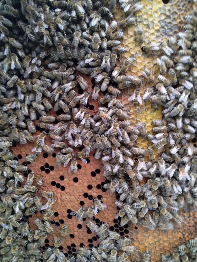 Usuwanie rojów gniazd pszczół, os i szerszeni. Województwo łódzkie