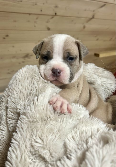 American bully suczka abkc szczeniak