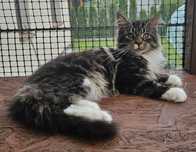 Kotka Maine Coon