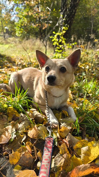 malutki pies do adopcji - kocha koty :)