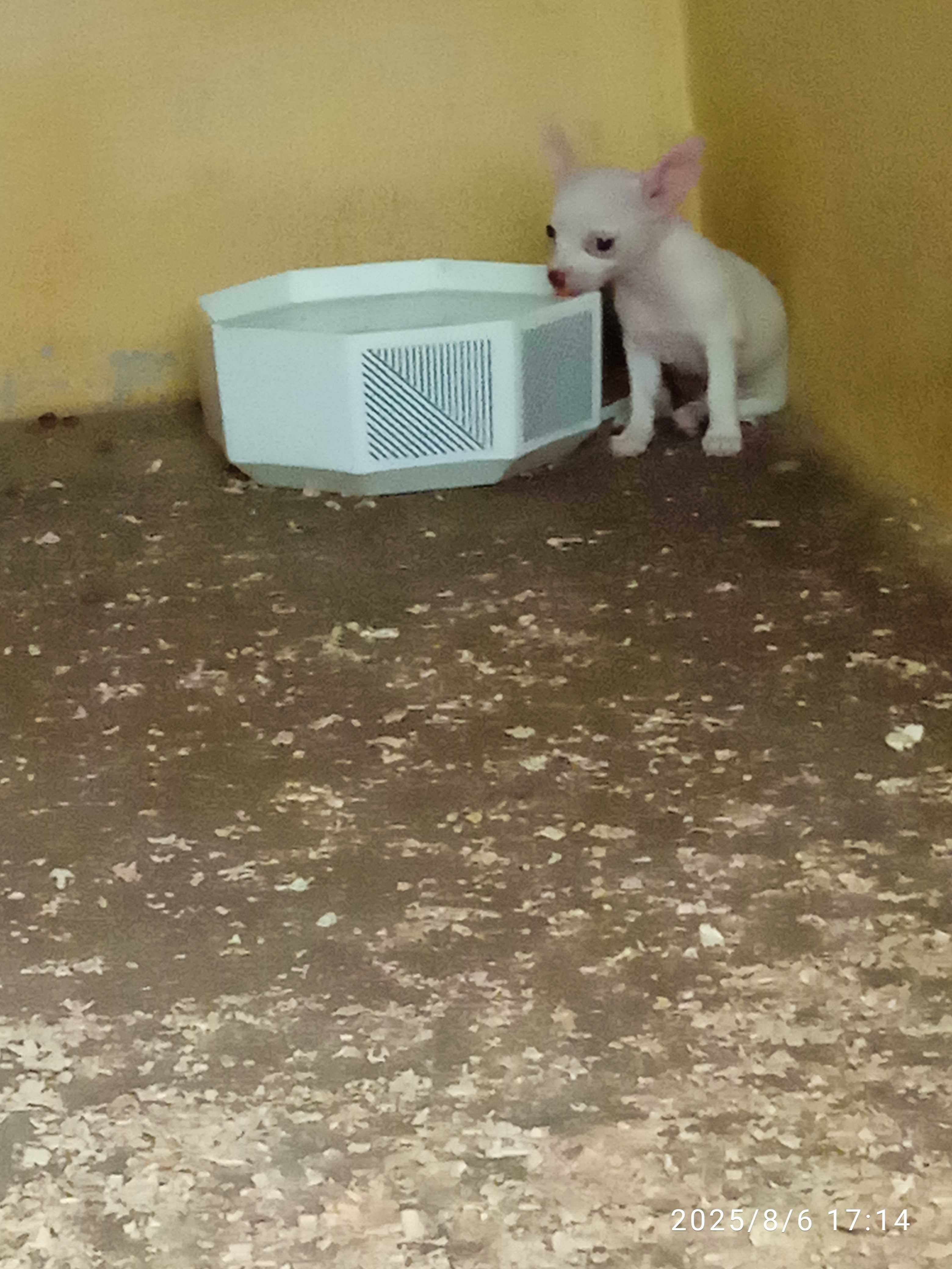 Chihuahua menina meiga e bonita