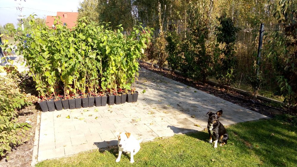 Dereń jadalny sadzonki szczepione na plantacje, polskie i ukraińskie