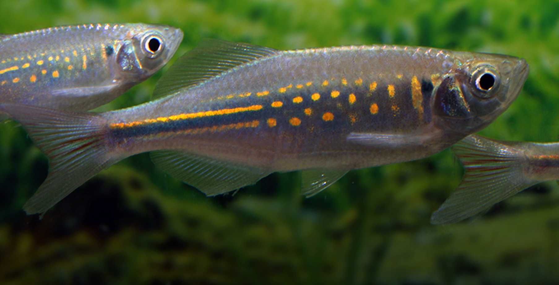 Danio malabarski - Devario malabaricus - Malabarskie - dowóz, wysyłka