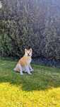 Akita Inu Czerwona