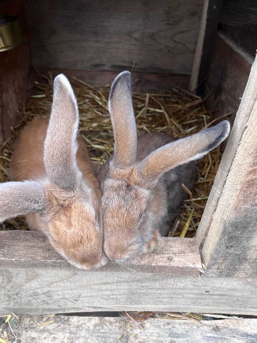 Młode króliki, urodzone w maju.
