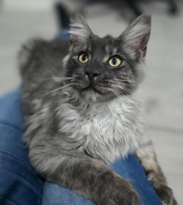 Emil cudny maine coon rodowód felis polonia