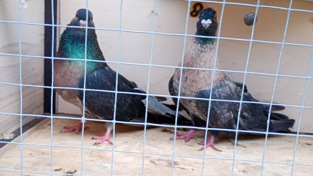 Swifty egipskie, Jerzyki
