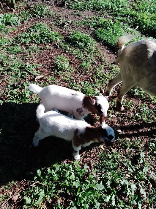 Cabras anãs disponíveis com