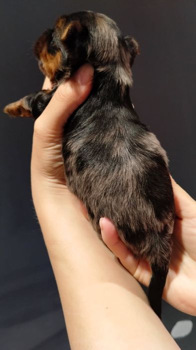 Yorkshire terrier
