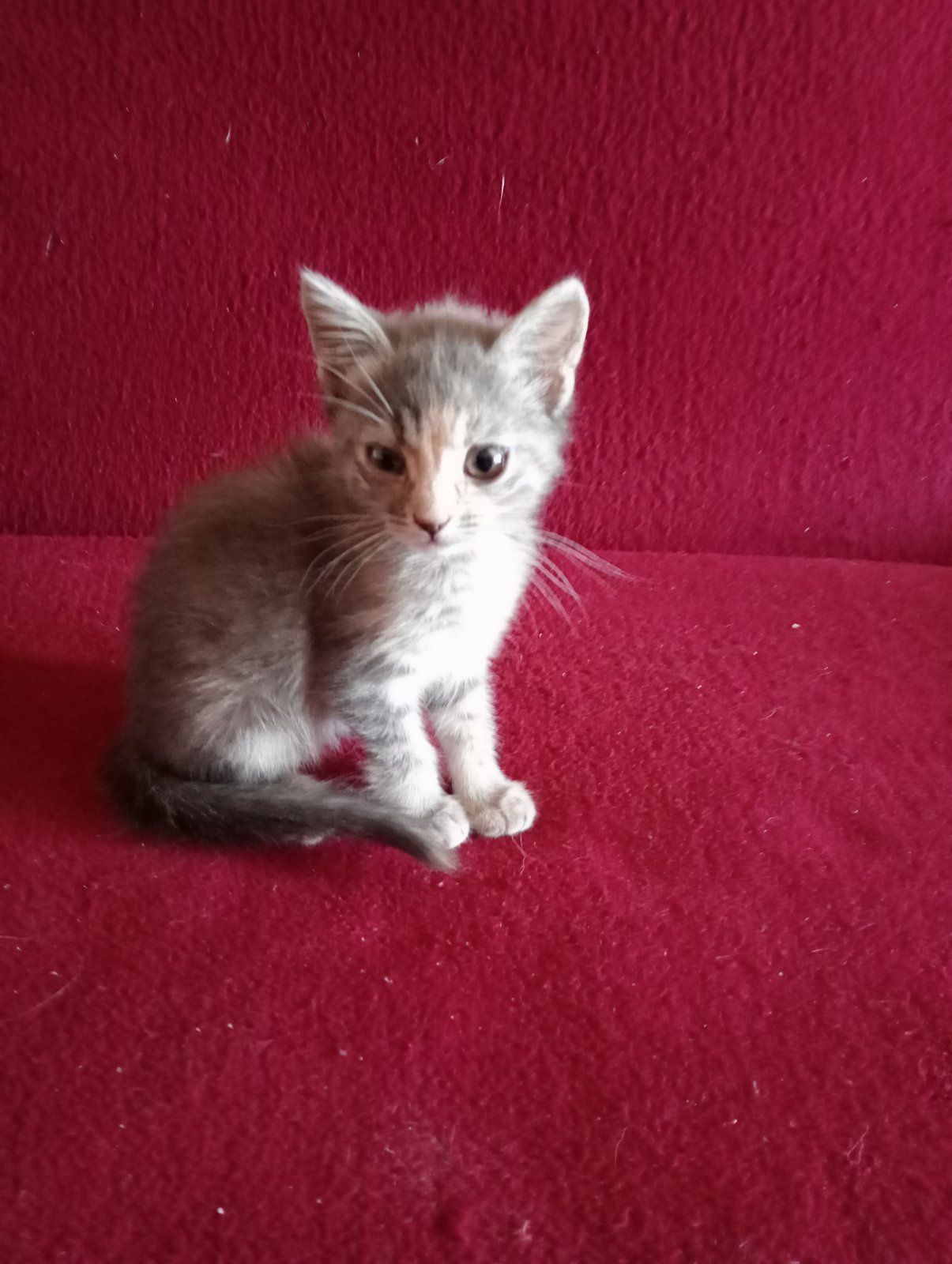 Срочно!Отдаю котят в любящие ручки