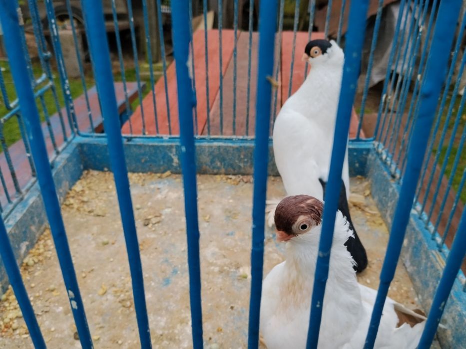 Gołębie ozdobne Kielce