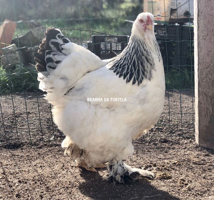 ( OVOS ) BRAHMA SALMÃO / BRAHMA BUFF / BRAHMA LIGTH