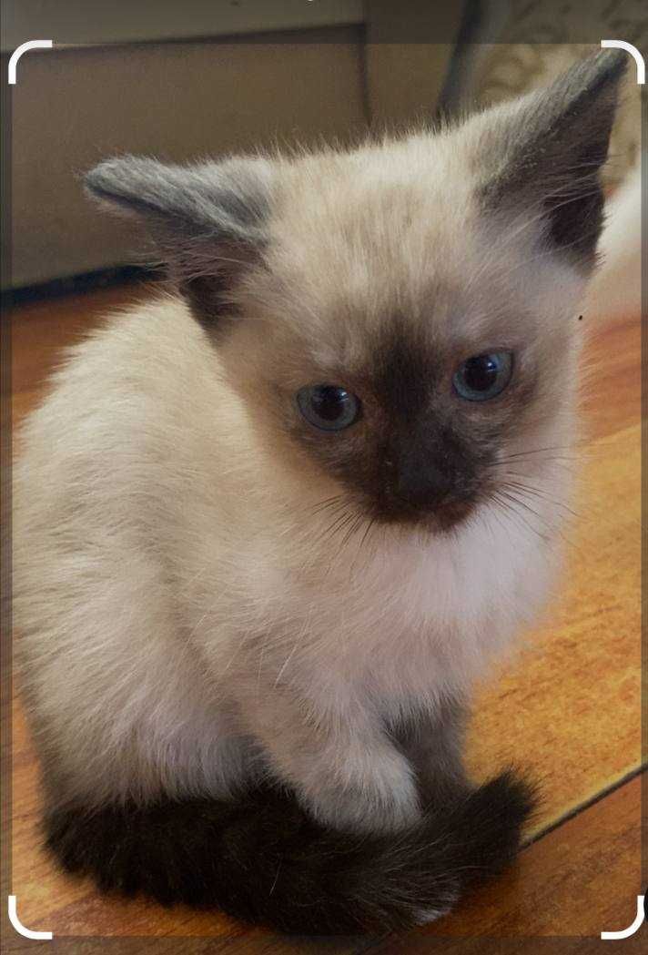 Сиамская кошка, котенок (девочка)