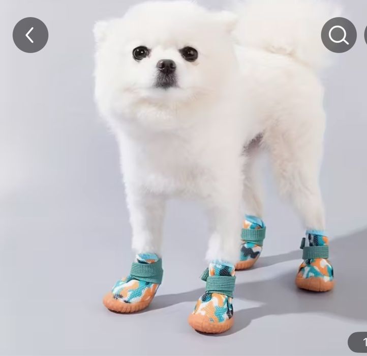 Buciki dla maltańczyka chihuahua