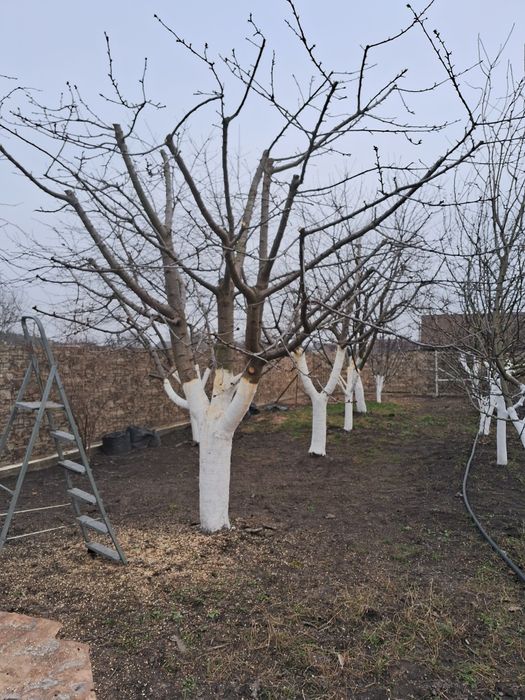 Обрізка плодових , спил дерев будь-якої складності
