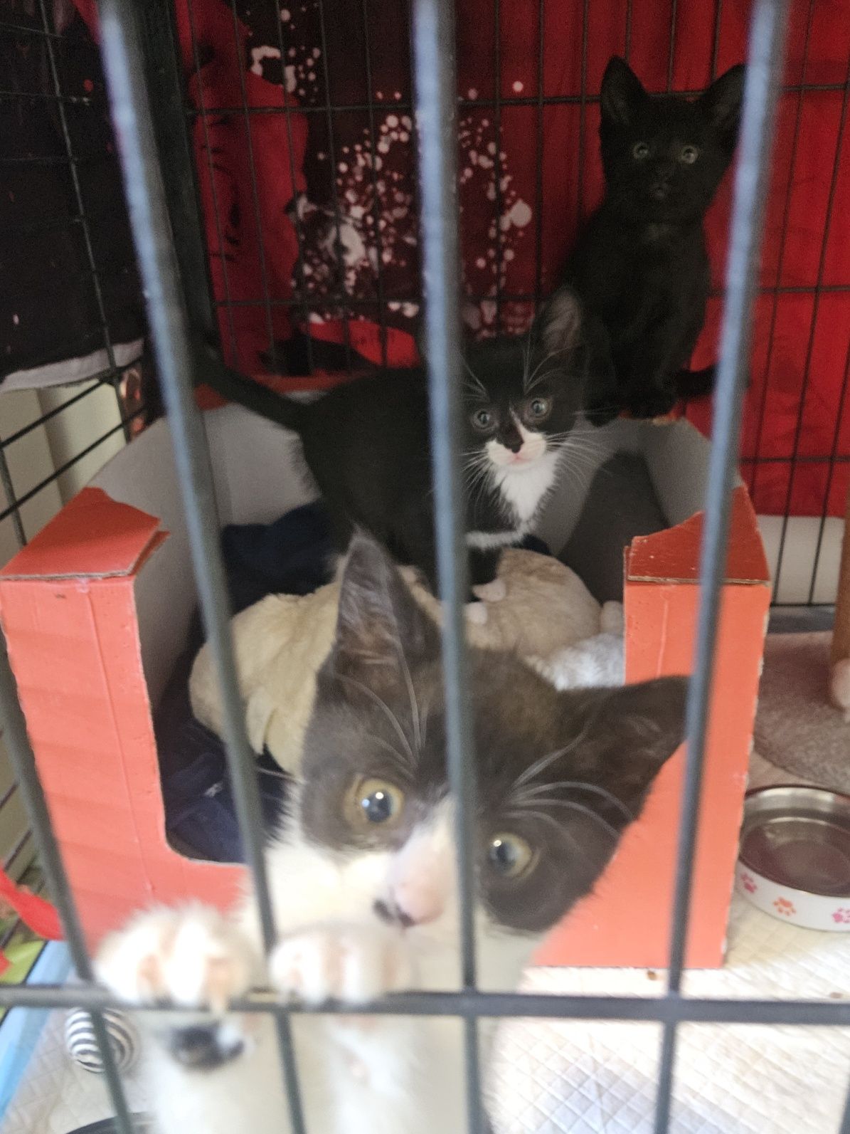 Kotki do adopcji, kot, kotka, adoptuj