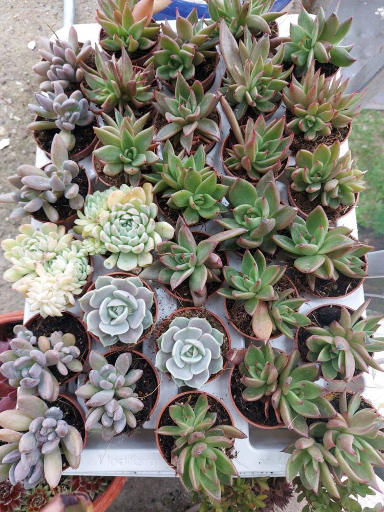 Много разных растений