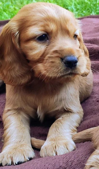 Cocker spaniel  sunia   CZYTAJ OPIS