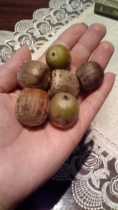 Жёлуди Красного Дуба,Жолудь