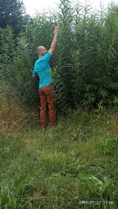 Sadzonki wierzba energetyczna -1000szt,