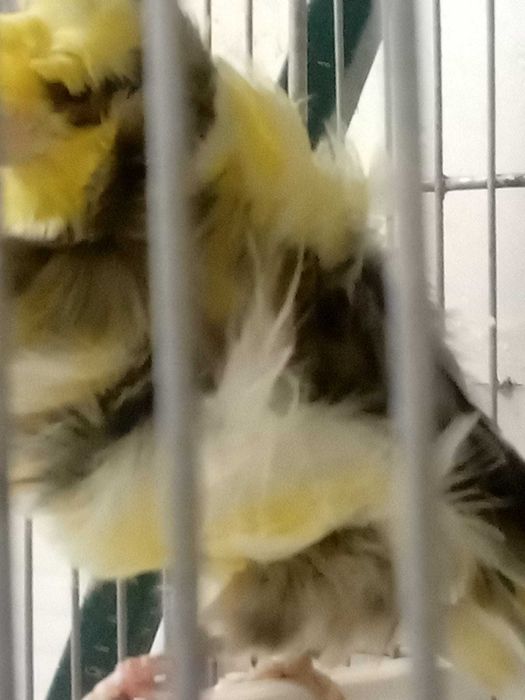 Canários frisados parisienses