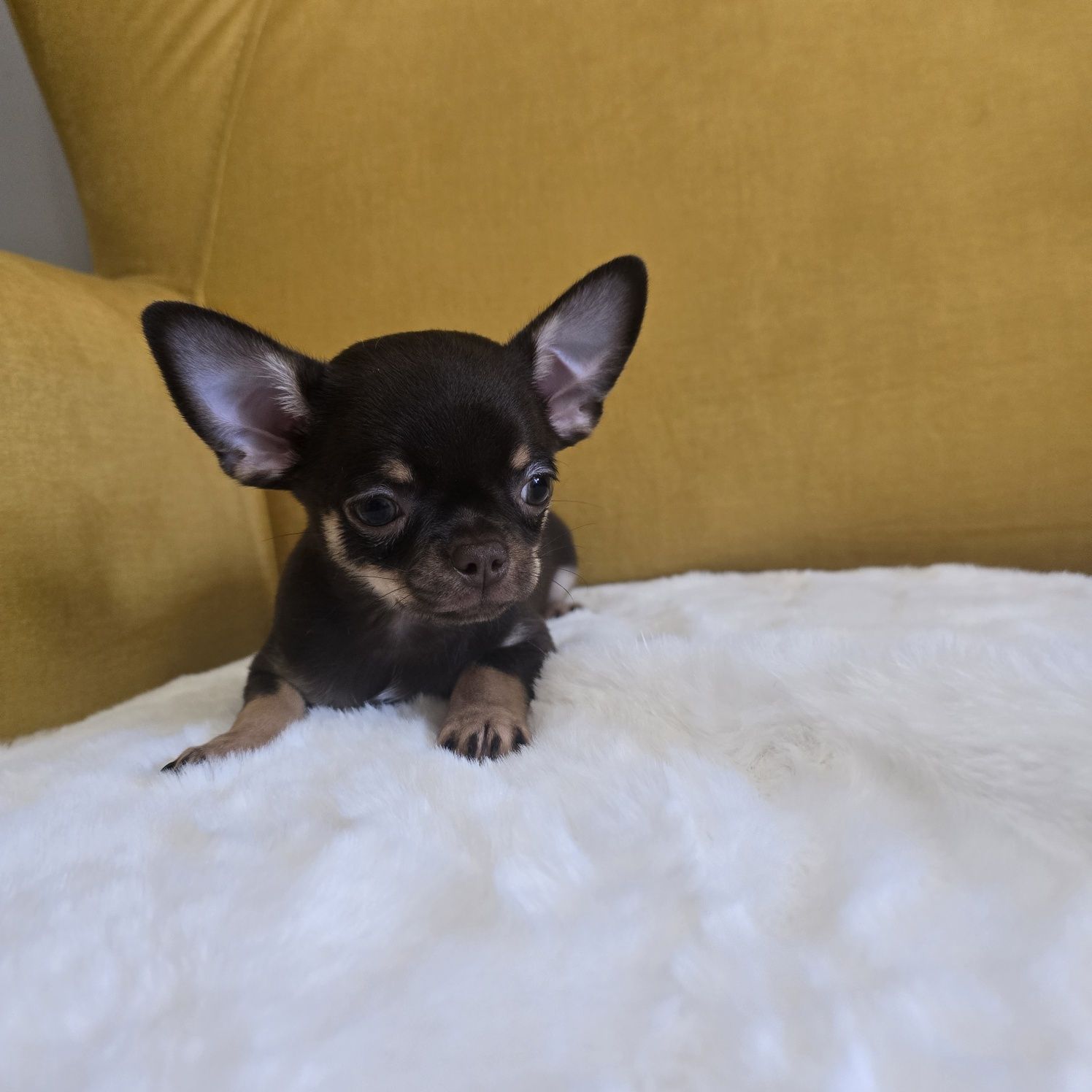 Juz do odbioru * Chihuahua samiec czekoladowy podpalany