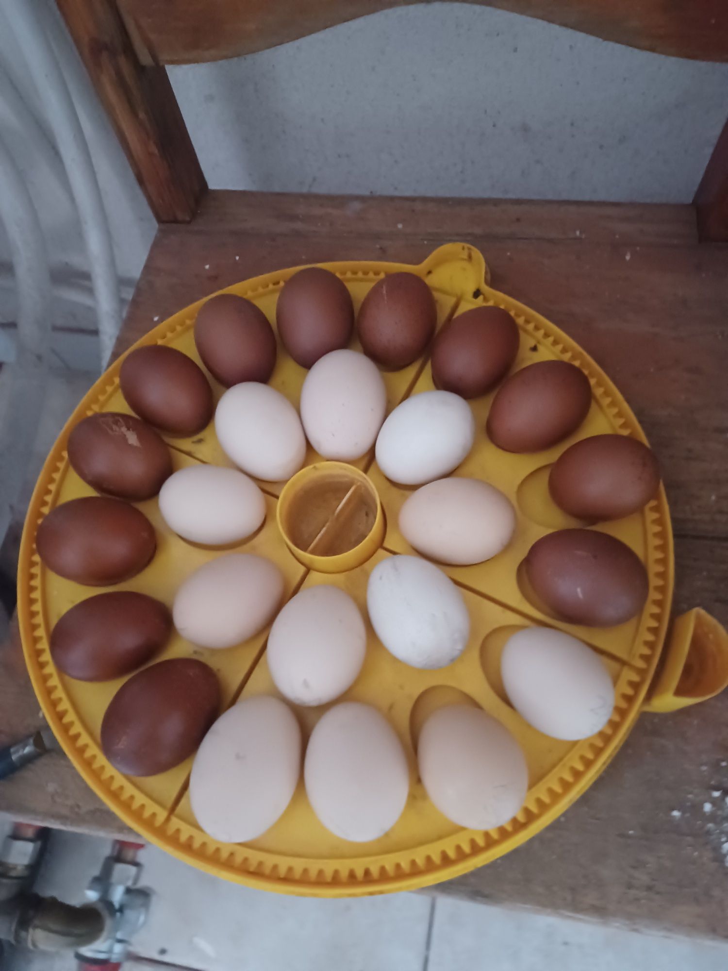 Vendo ovos galinhas de raca, Borregos