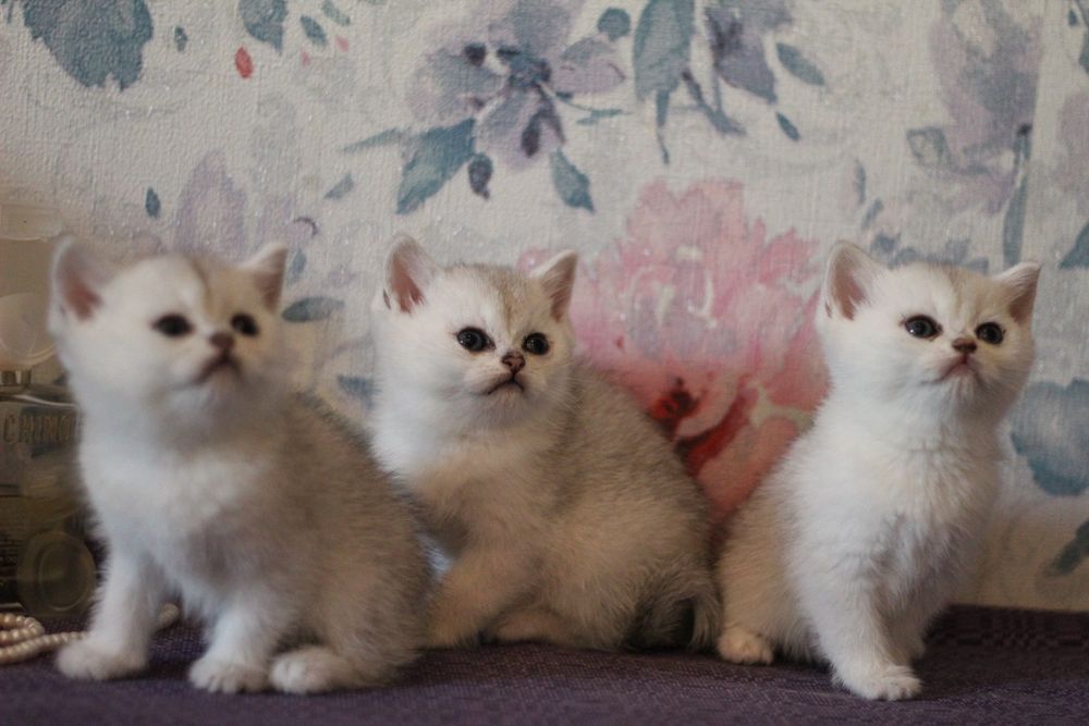 Детки серебристая шиншилла