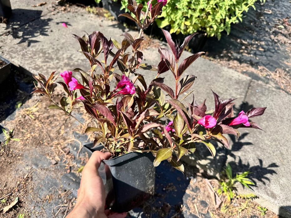 Krzewuszka cudowna 'Alexandra' (Weigela florida) Doniczka 2.0L
