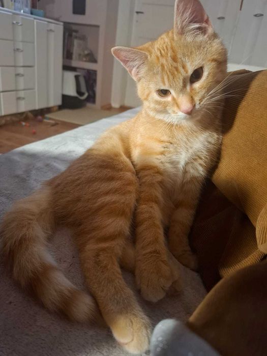 Mieciu do adopcji