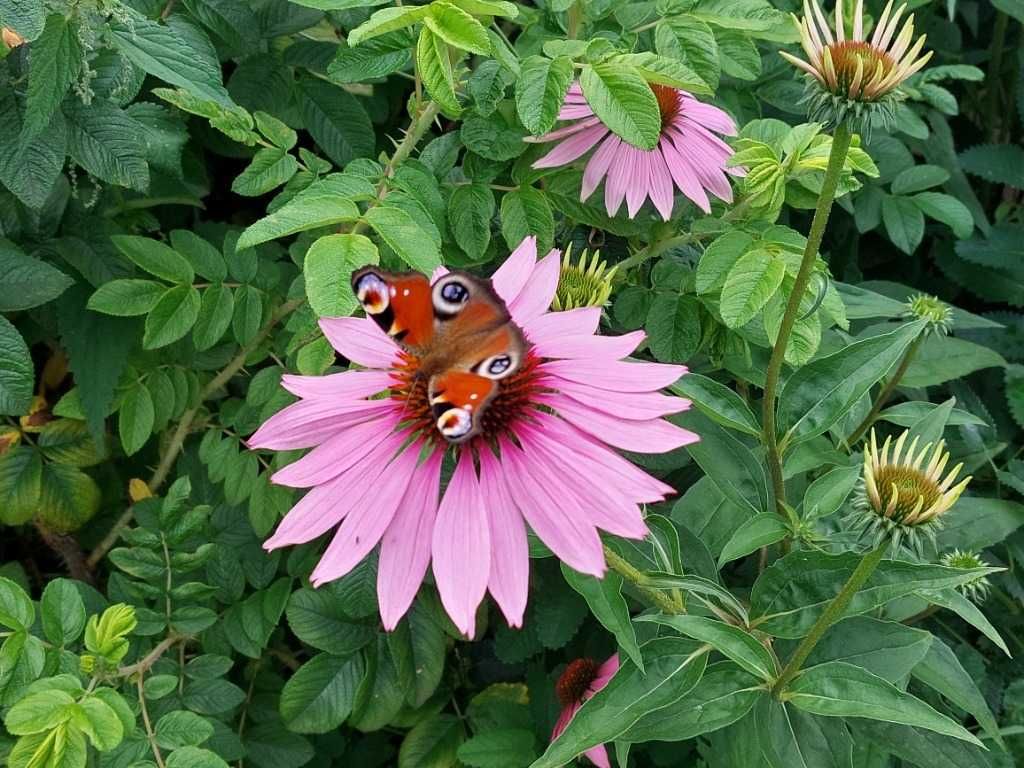 Ocet z jeżówki purpurowej, echinacea | 100 ml