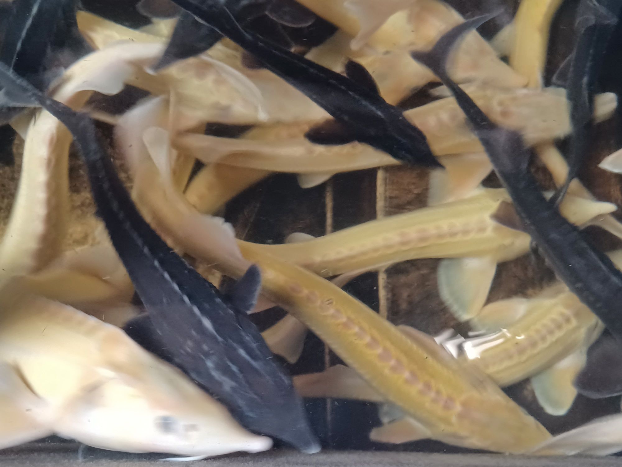 Karp narybek/kroczek. Jesiotry , Amur , Lin , Miętus.