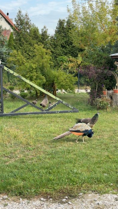 Sprzedam pawie indyjskie