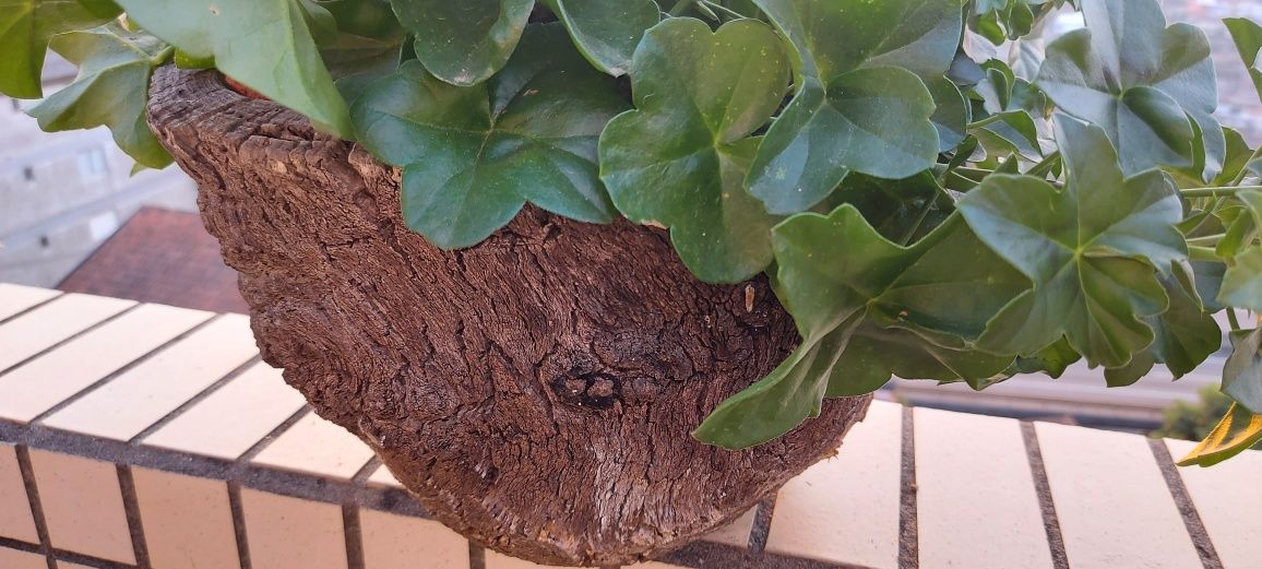 Vaso em cortiça e planta natural