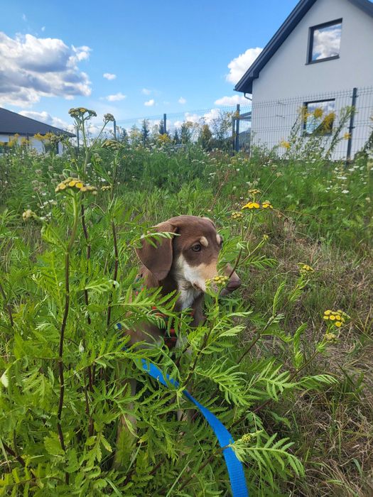Ośmiomiesięczna suczka do adopcji