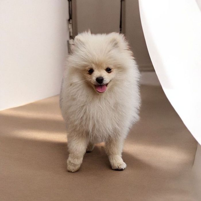 Чудові малюки шпіца