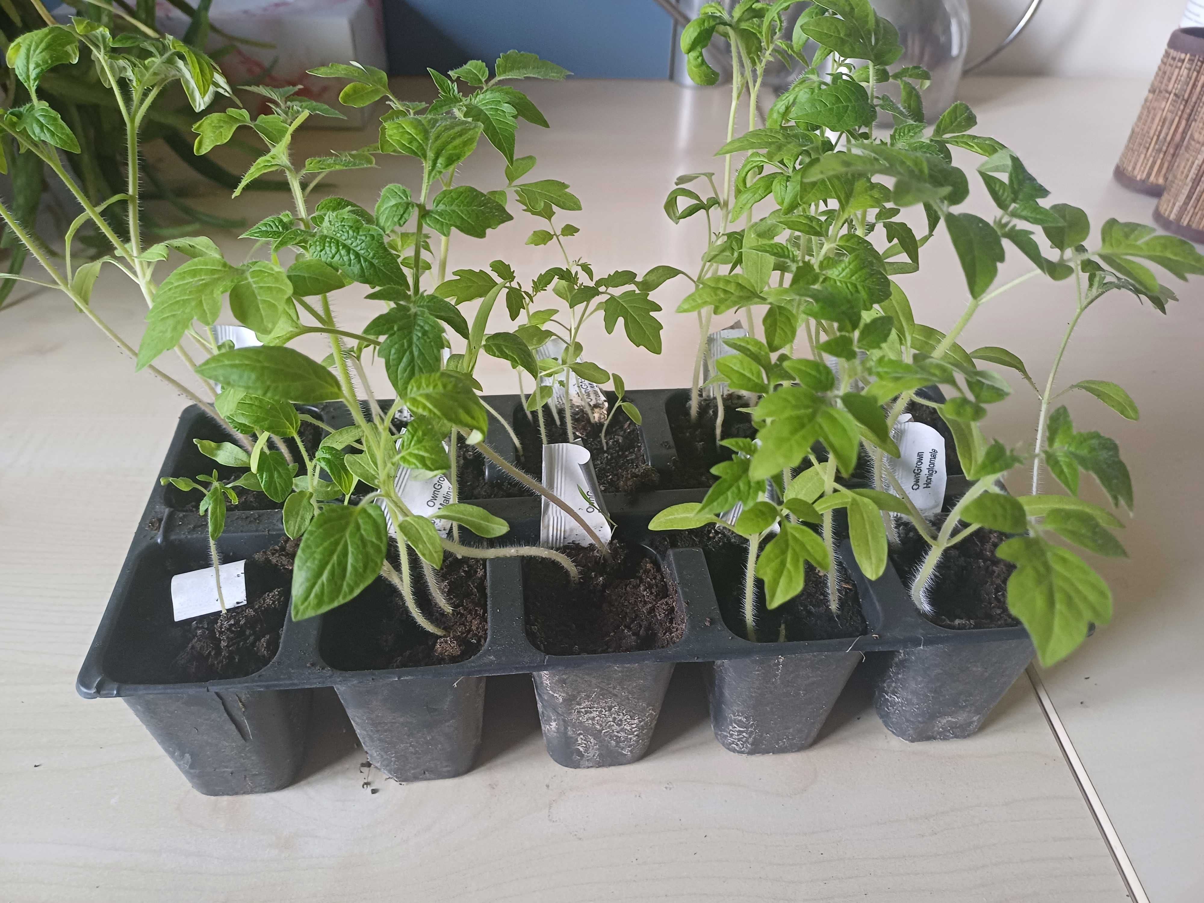 Sadzonki pomidorów - do przepikowania -  22 odmiany